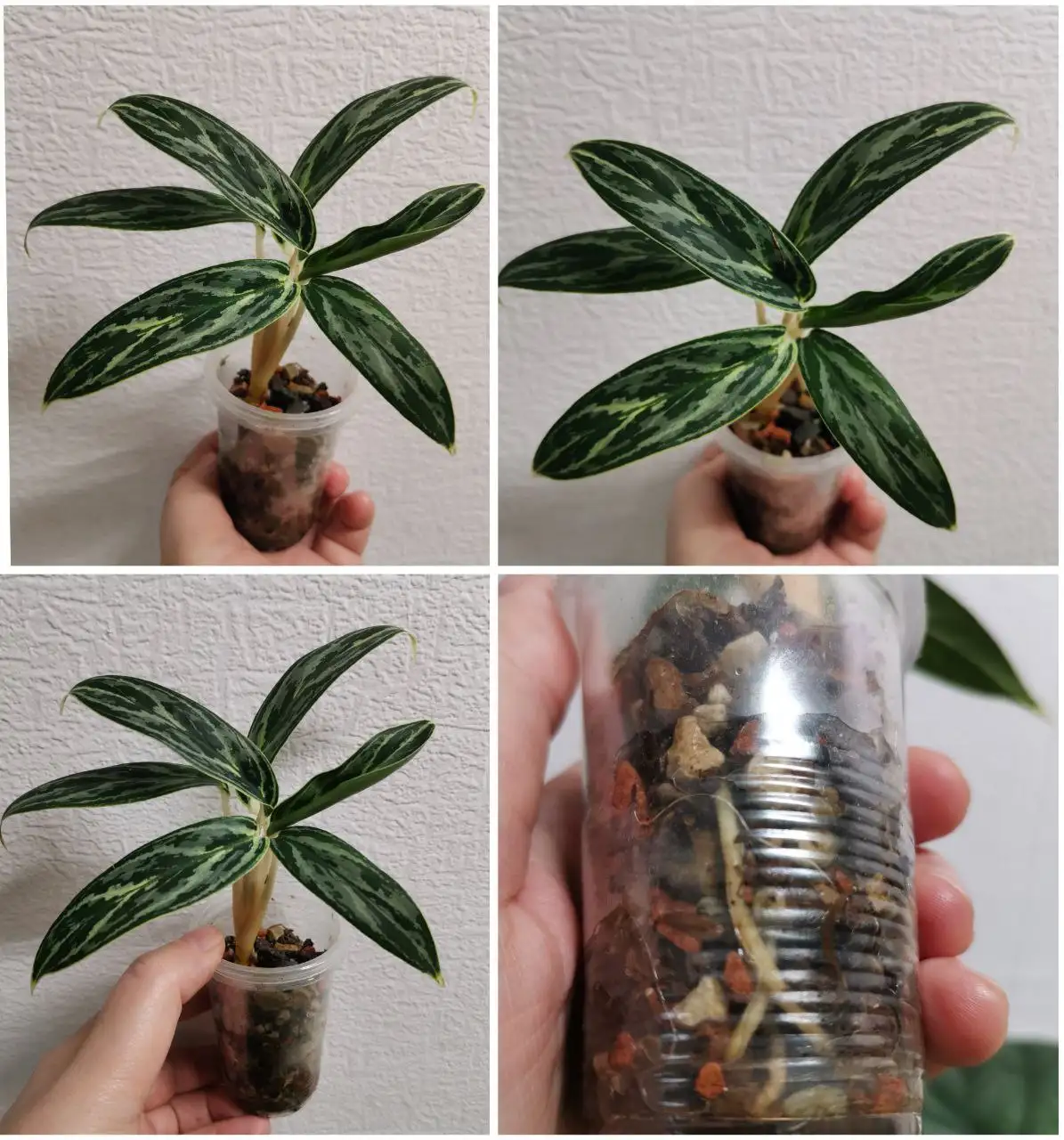 Аглаонема Иви грин в стакане 100мл - Комнатные растения (Хобби и отдых) в Красноярск