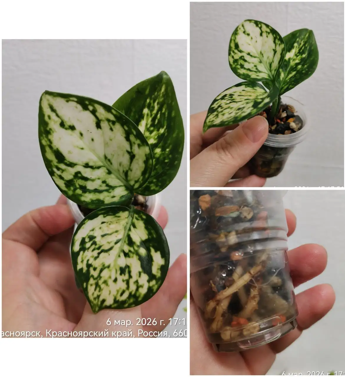 Аглаонема Анимани Вайт в стакане - Комнатные растения (Хобби и отдых) в Красноярск