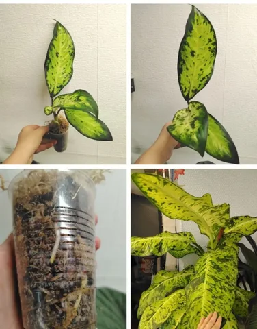 Диффенбахия Банана в стакане - Спорт и отдых в Красноярск