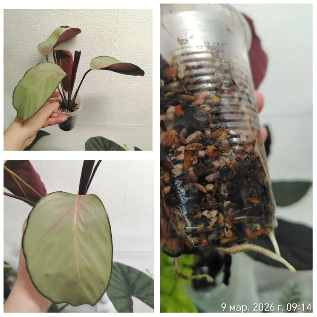 Калатея Сильвер плате в Красноярске - Комнатные растения (Для дома и дачи) в Красноярск