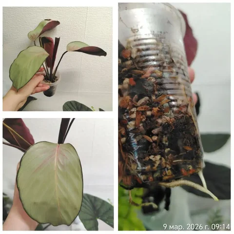 Калатея Сильвер плате в Красноярске - Стройматериалы в Красноярск