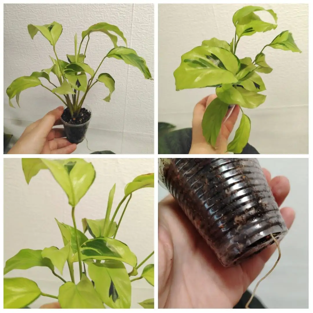 Калатея Еллоу фьюжн с деткой - Комнатные растения (Для дома и дачи) в Красноярск