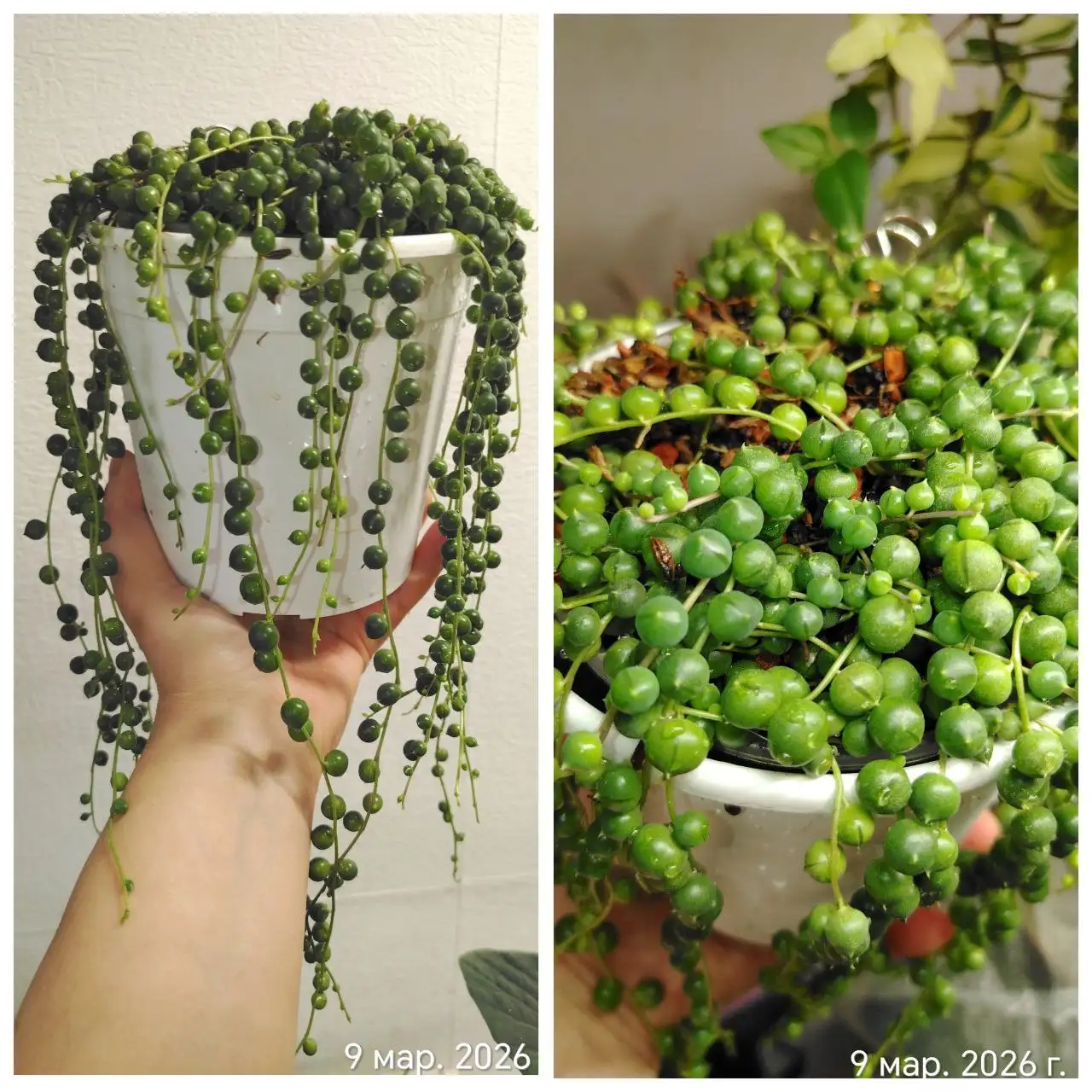 Крестовник Роули в кашпо 1,2л с длиной плети 35см - Комнатные растения (Хобби и отдых) в Красноярск