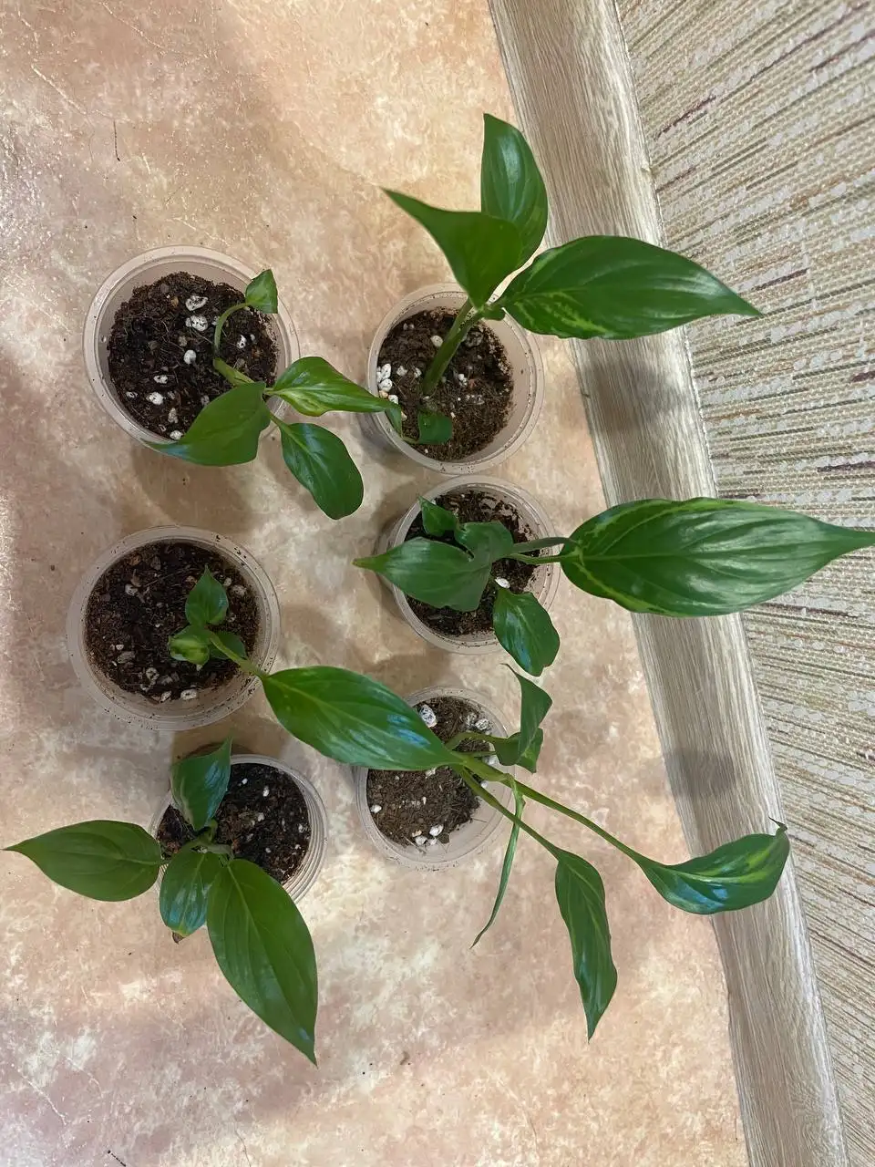 Спатифиллум Блорок Индонезия - Комнатные растения (Хобби и отдых) в Красноярск