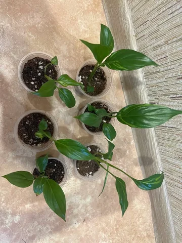 Спатифиллум Блорок Индонезия - Спорт и отдых в Красноярск