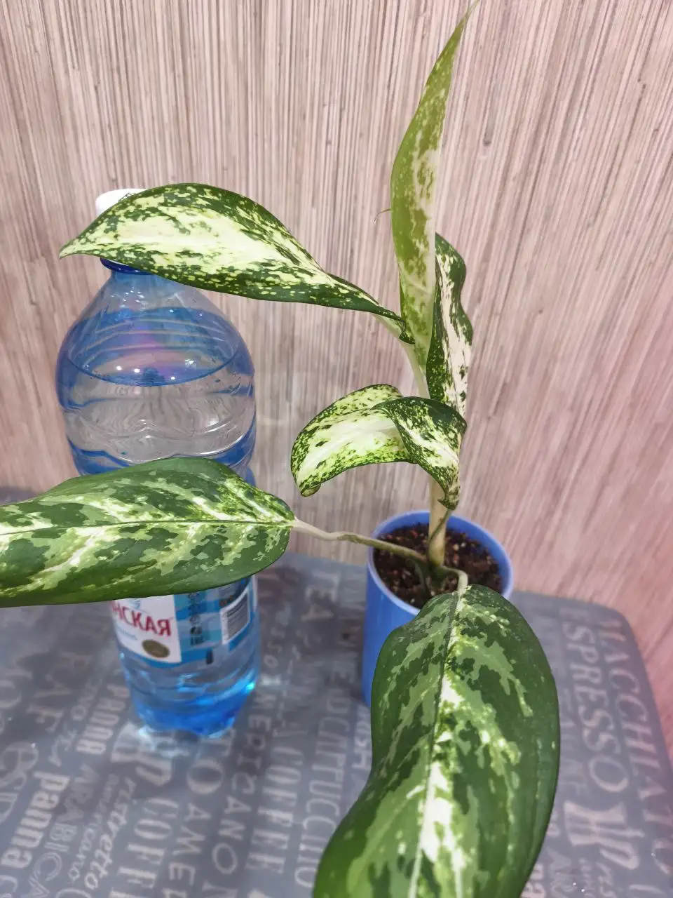 Продам Аглаонему Pseudobracteatum - Комнатные растения (Для дома и дачи) в Красноярск