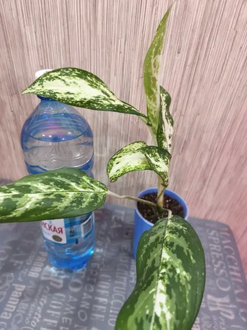 Продам Аглаонему Pseudobracteatum - Стройматериалы в Красноярск