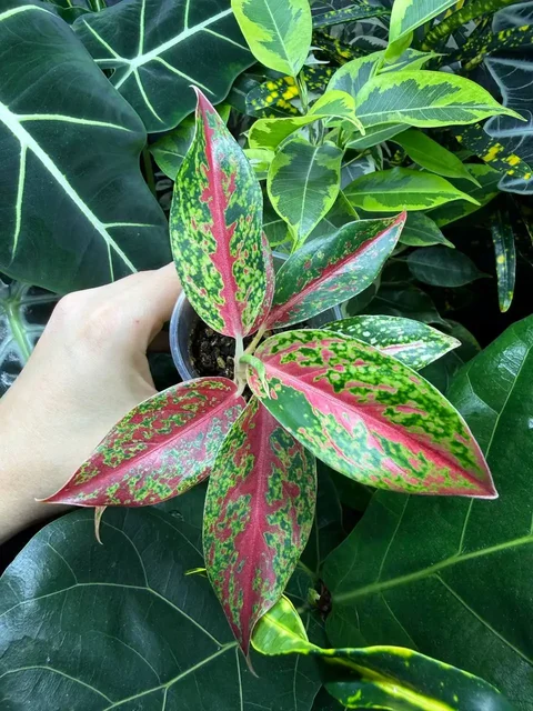 Аглаонема престиж - Спорт и отдых в Красноярск