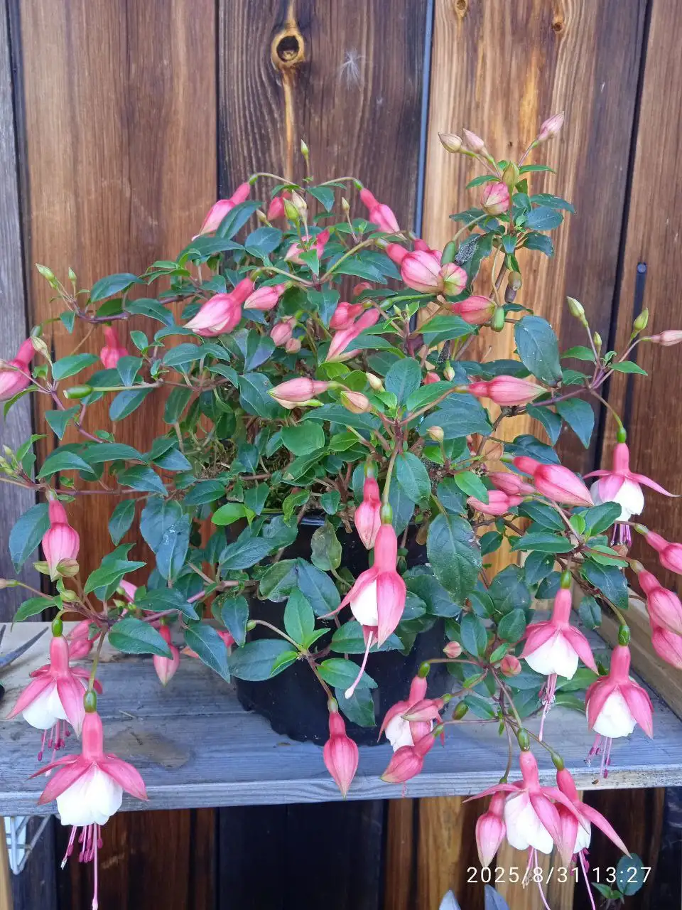 Продажа укорененных и подрощенных растений фуксии - Комнатные растения (Хобби и отдых) в Красноярск