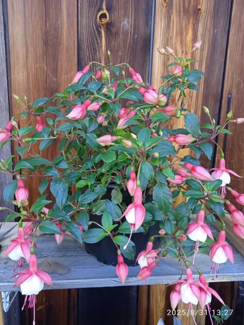 Продажа укорененных и подрощенных растений фуксии - Спорт и отдых в Красноярск