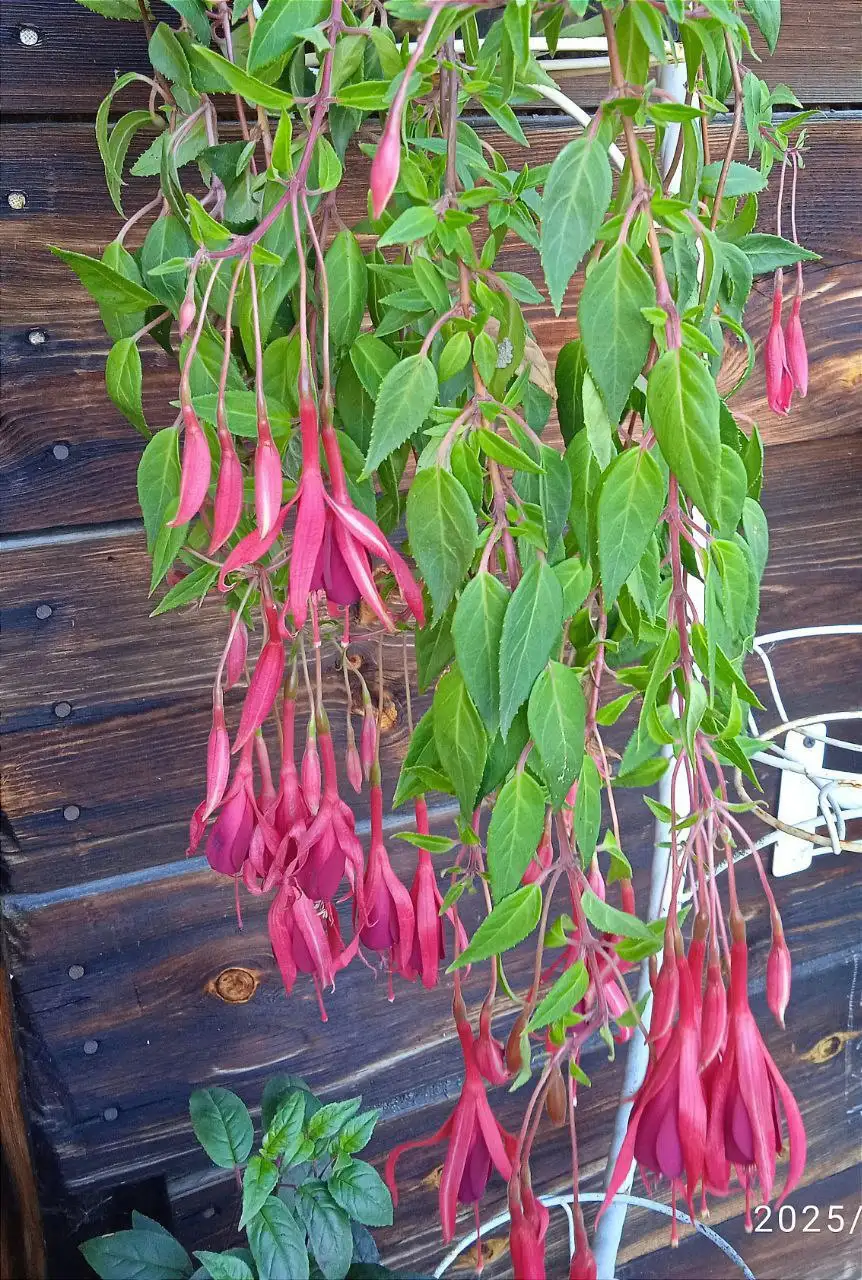 Продажа укорененных и подрощенных растений фуксии - Комнатные растения (Хобби и отдых) в Красноярск