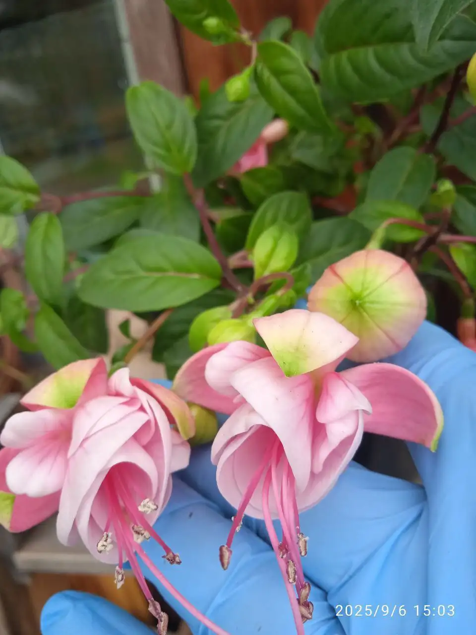 Продажа укорененных и подрощенных растений фуксии - Комнатные растения (Хобби и отдых) в Красноярск