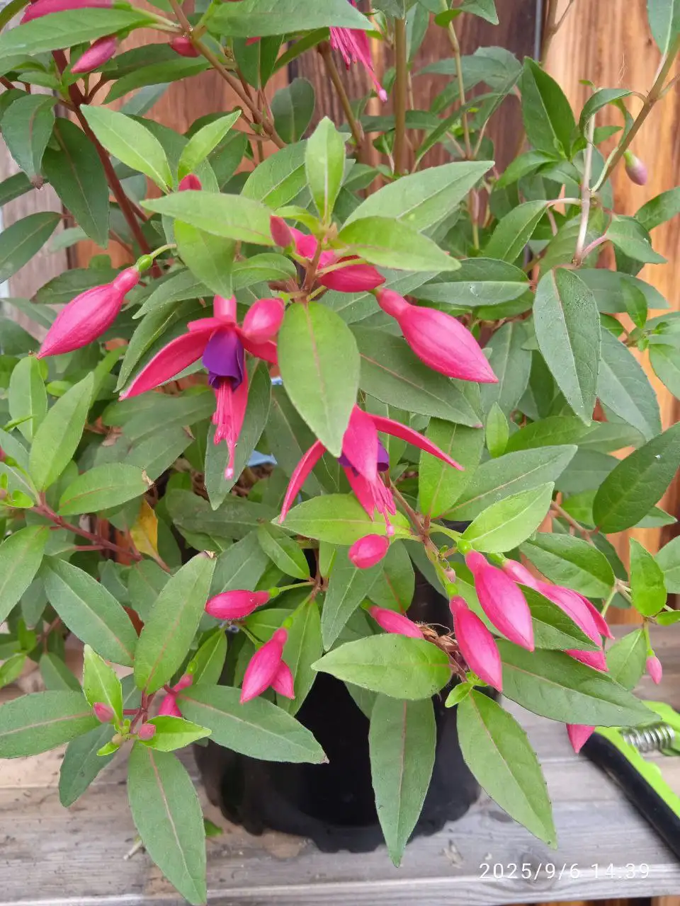 Продажа укорененных и подрощенных растений фуксии - Комнатные растения (Хобби и отдых) в Красноярск