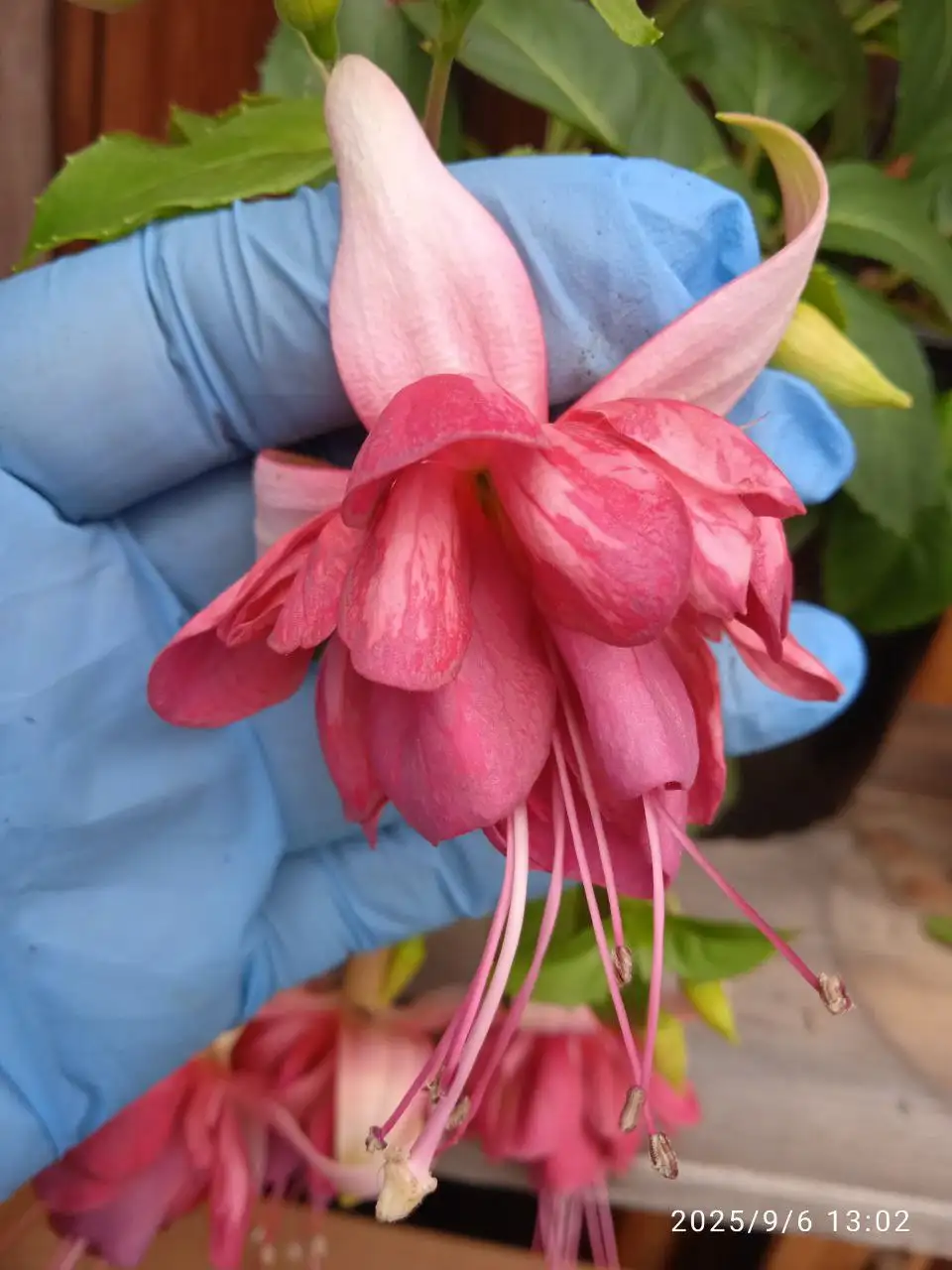 Продажа укорененных и подрощенных растений фуксии - Комнатные растения (Хобби и отдых) в Красноярск