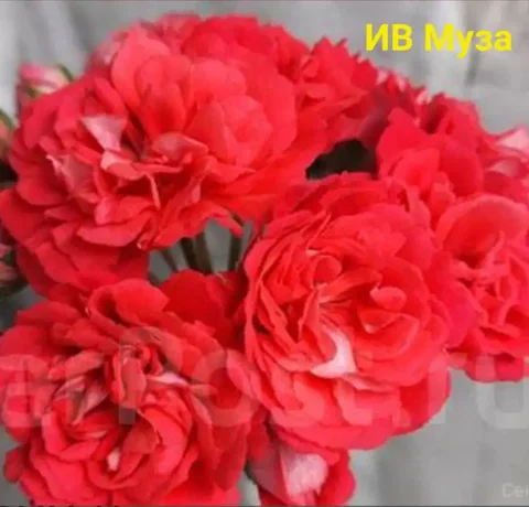 Продам пеларгонию ИВ Муза - Спорт и отдых в Красноярск