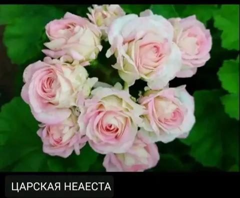 Пеларгония Царская невеста - Спорт и отдых в Красноярск