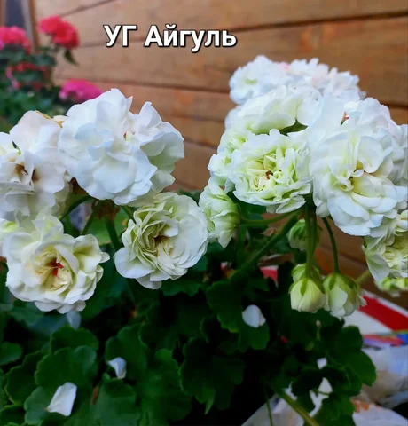 Легендарный белый сорт комнатного растения - Спорт и отдых в Красноярск