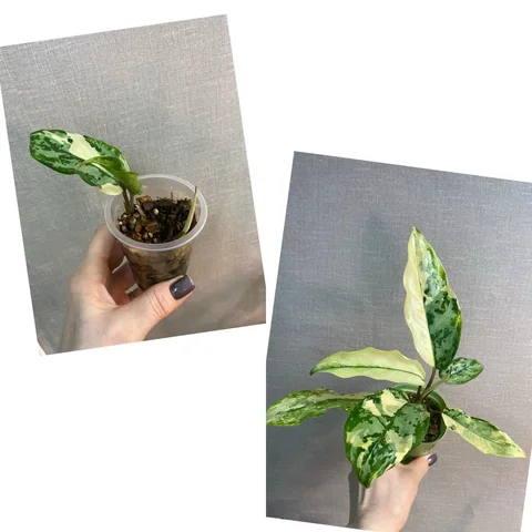 Аглаонема Бангкок Дрим (Манила) с тремя точками роста - Спорт и отдых в Красноярск