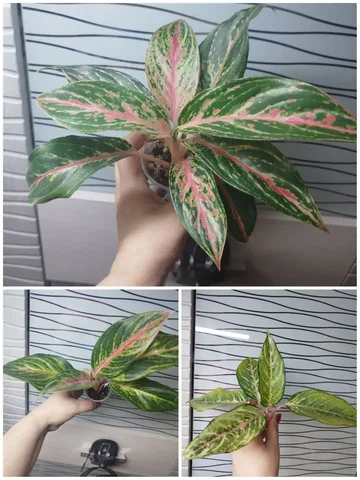 Продажа аглаонем разных сортов - Конструкторы в Красноярск