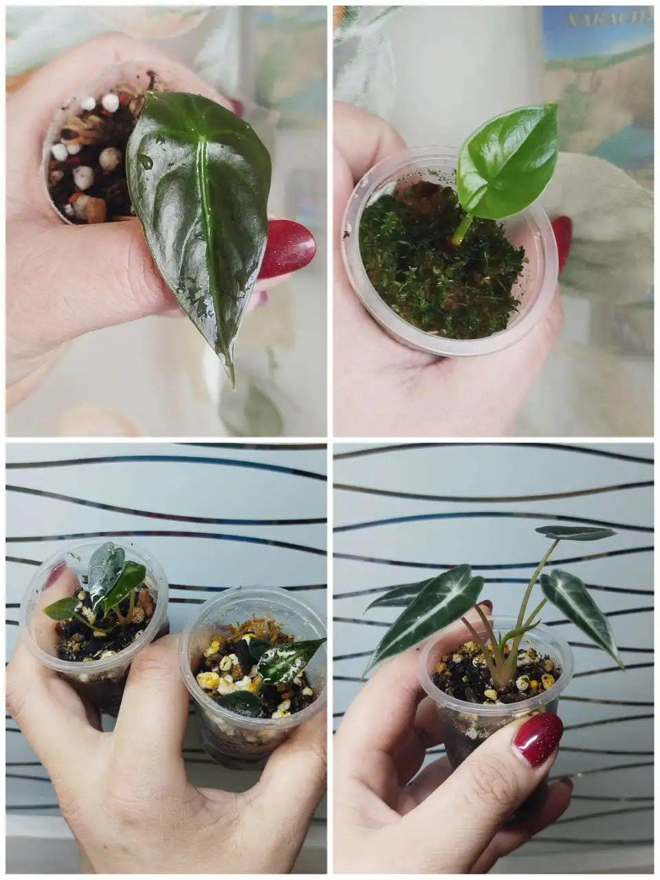 Продажа деток алоказий в Красноярске - Комнатные растения (Хобби и отдых) в Красноярск