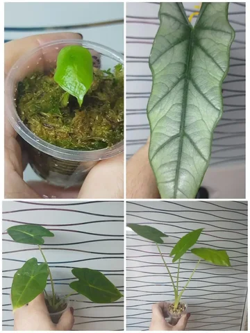 Продажа деток алоказий - Конструкторы в Красноярск