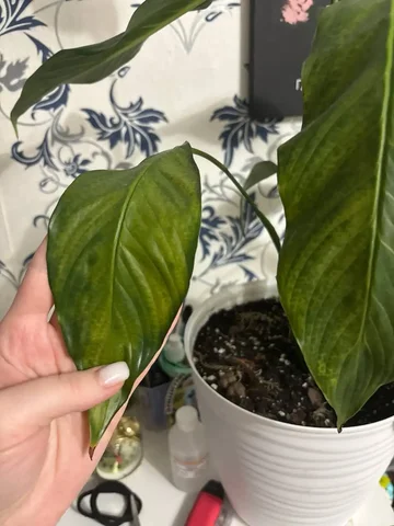 Вопрос о проблемах с листьями комнатных растений - Конструкторы в Красноярск