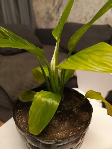 Комнатные растения - Конструкторы в Красноярск