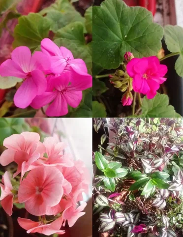 Продам срезы герани и традесканции - Конструкторы в Красноярск