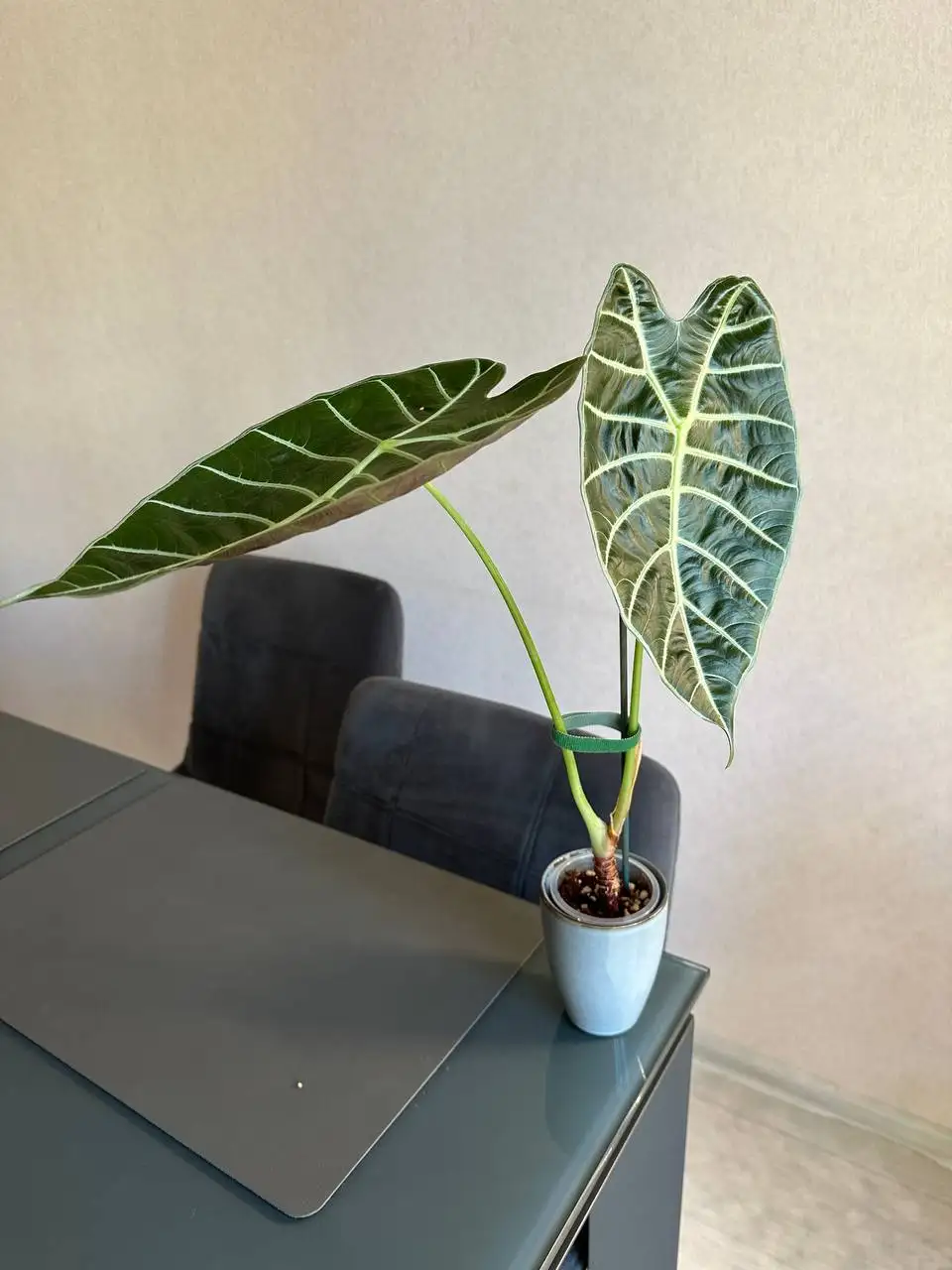 Алоказия ватсониана - Комнатные растения (Хобби и отдых) в Красноярск