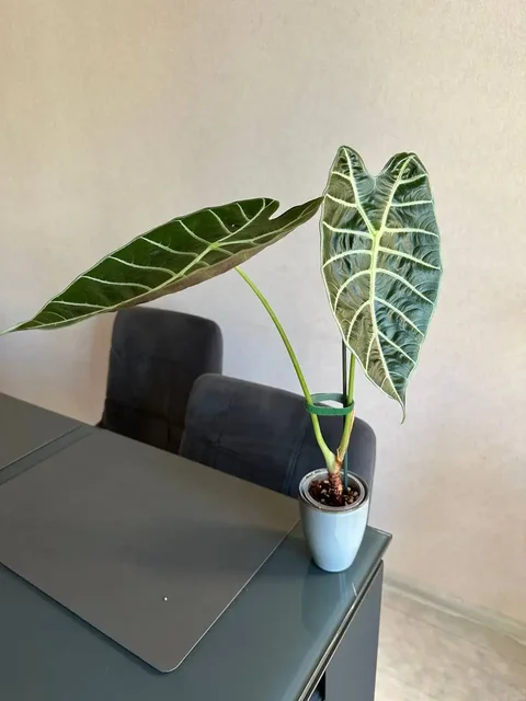 Алоказия ватсониана - Конструкторы в Красноярск