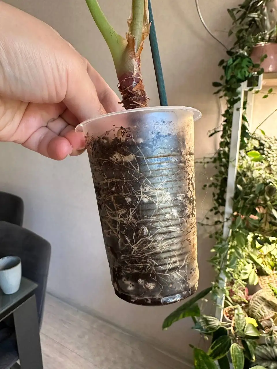 Алоказия ватсониана - Комнатные растения (Хобби и отдых) в Красноярск