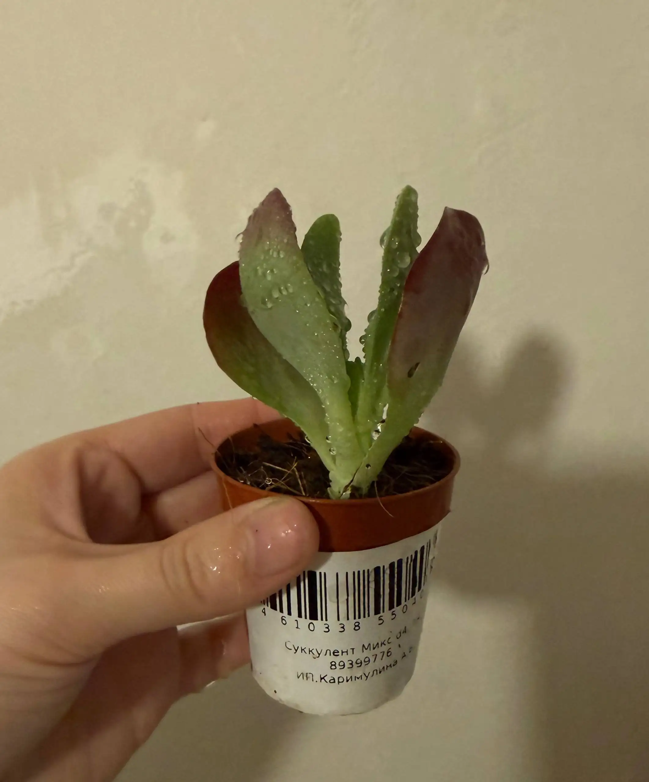 Консультация по уходу за комнатным растением - Комнатные растения (Хобби и отдых) в Красноярск