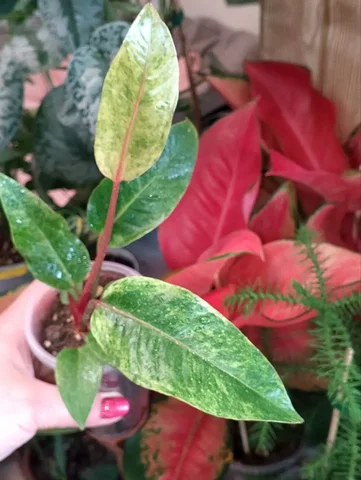 Антуриум ренессанс в Березовском - частное объявление в Березовский