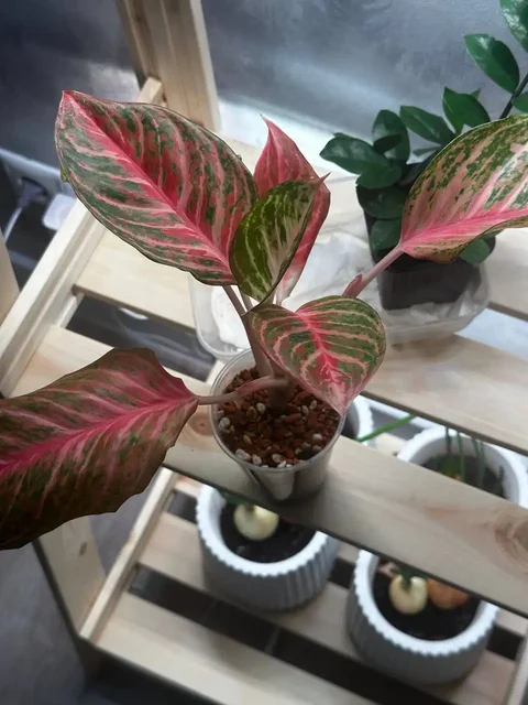 Вопрос о лечении аглаонемы с пятнами на листьях - Конструкторы в Красноярск