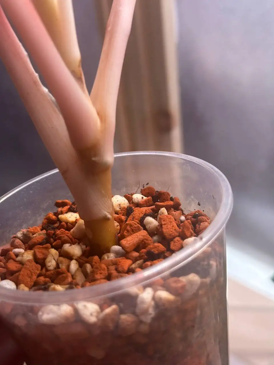 Вопрос о лечении аглаонемы с пятнами на листьях - Комнатные растения (Хобби и отдых) в Красноярск