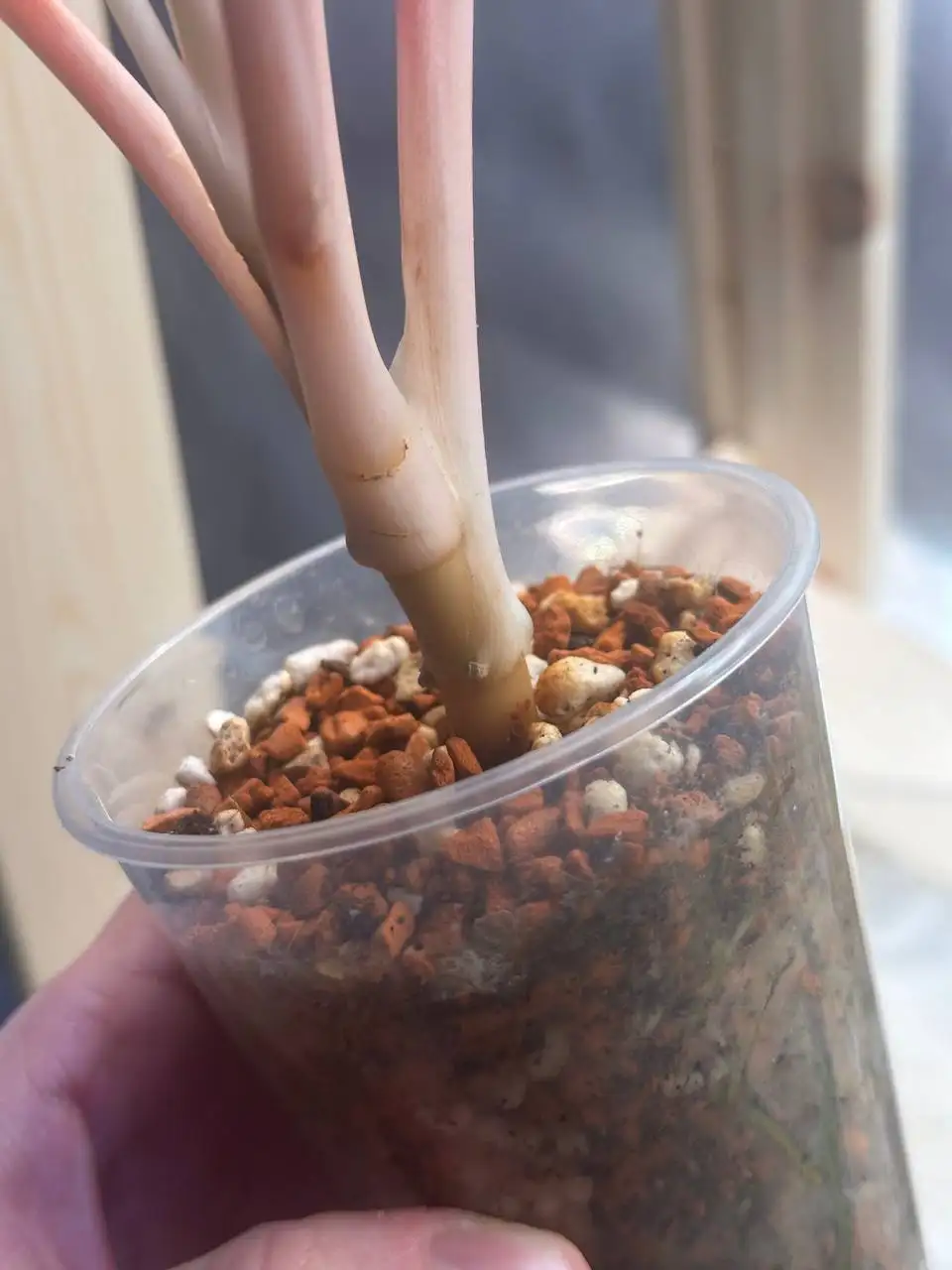 Вопрос о лечении аглаонемы с пятнами на листьях - Комнатные растения (Хобби и отдых) в Красноярск