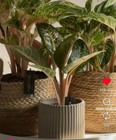 Продажа комнатных растений кокомелон и кокогрин - Конструкторы в Красноярск