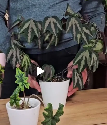 Комнатные растения в Красноярске - Конструкторы в Красноярск