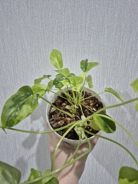 Филодендрон Burle Marx var. - Конструкторы в Красноярск