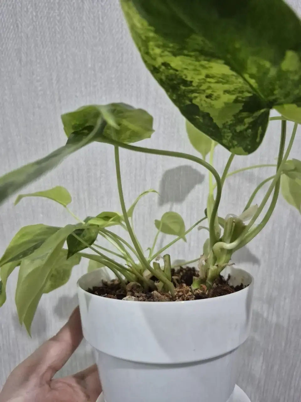 Филодендрон Burle Marx var. - Комнатные растения (Хобби и отдых) в Красноярск