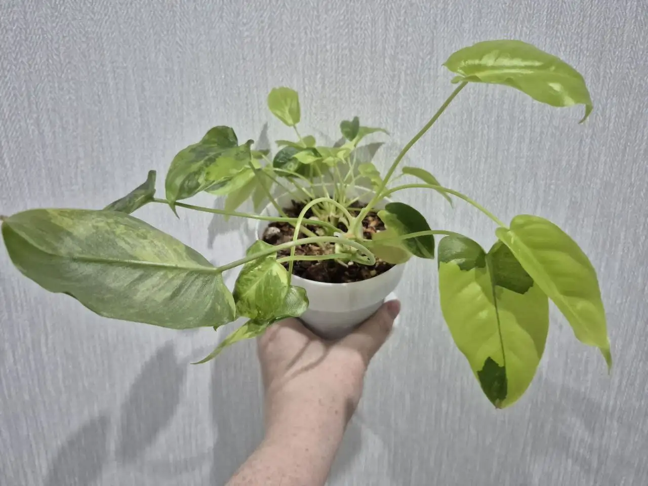 Филодендрон Burle Marx var. - Комнатные растения (Хобби и отдых) в Красноярск