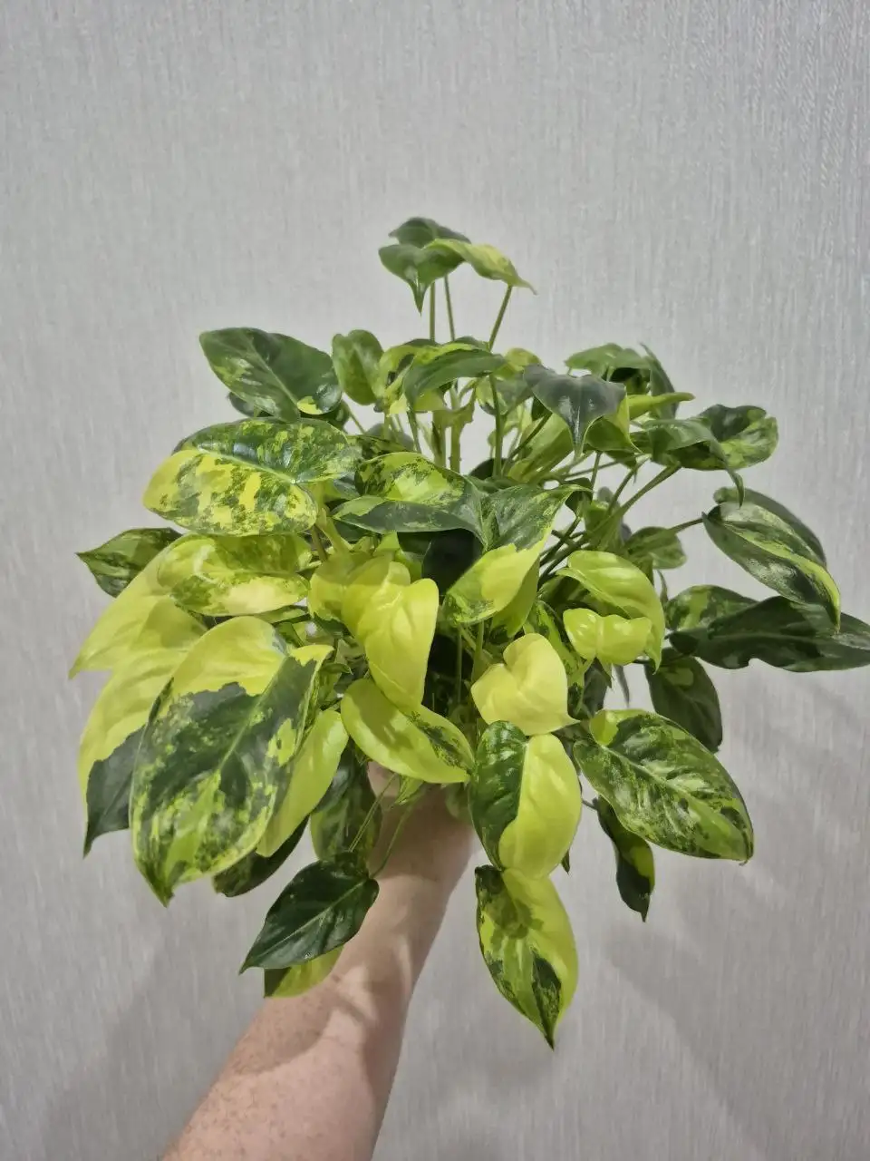 Растение до обрезки - Комнатные растения (Хобби и отдых) в Красноярск