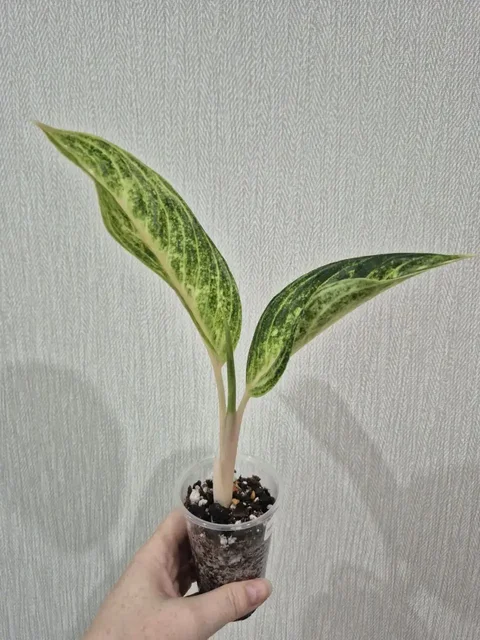 Аглаонема Yellow Butterfly - Конструкторы в Красноярск