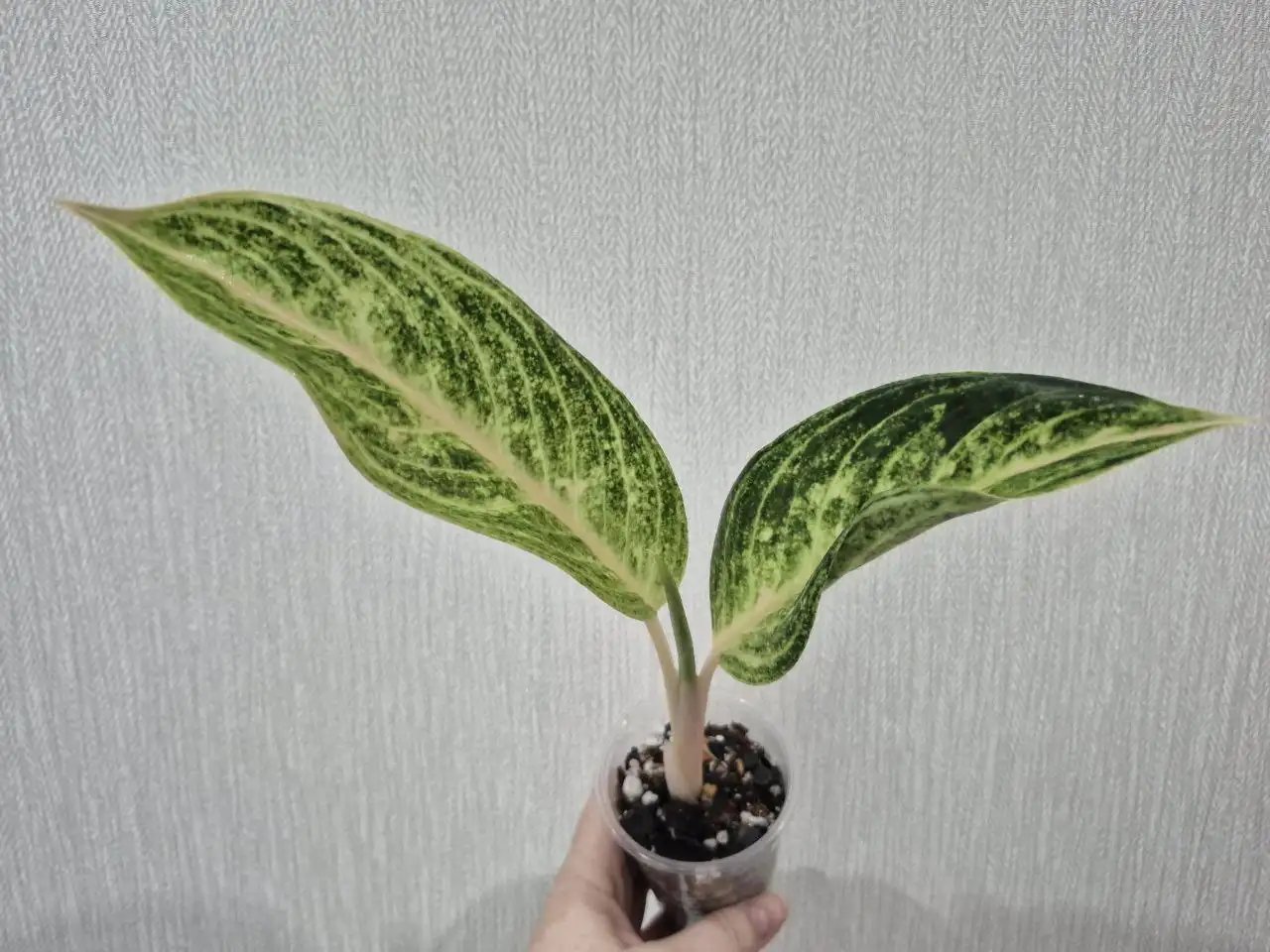 Аглаонема Yellow Butterfly - Комнатные растения (Хобби и отдых) в Красноярск