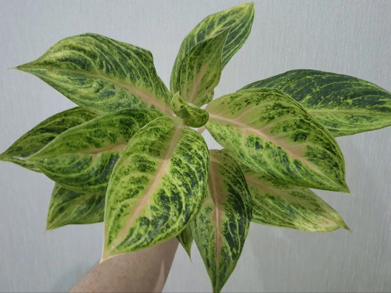 Материнское растение для наглядности - Комнатные растения (Хобби и отдых) в Красноярск