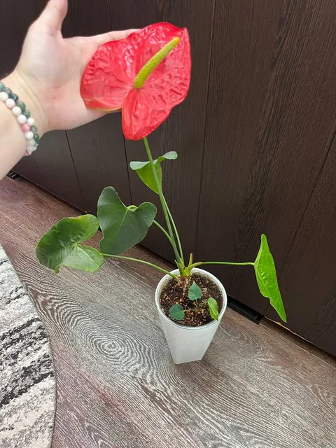 Антуриум Дакота - взрослое цветущее растение - Конструкторы в Красноярск