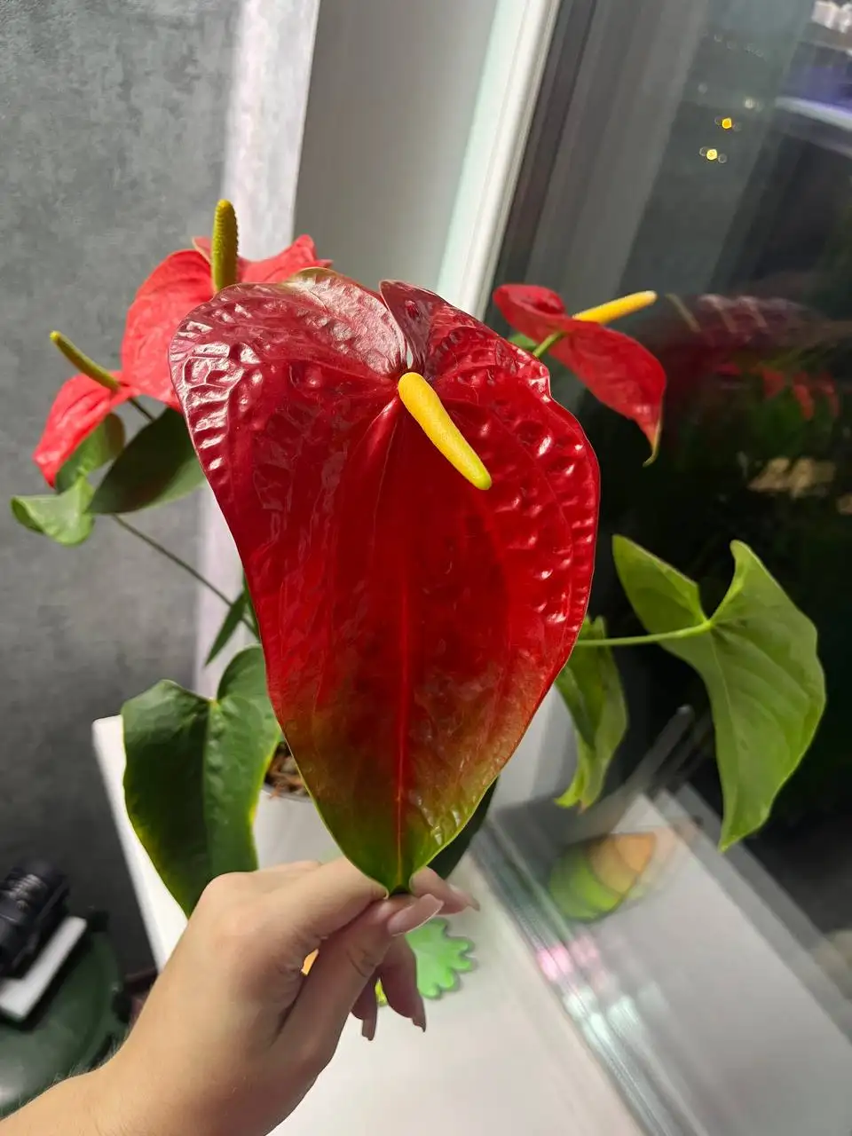 Антуриум Дакота - взрослое цветущее растение - Комнатные растения (Хобби и отдых) в Красноярск