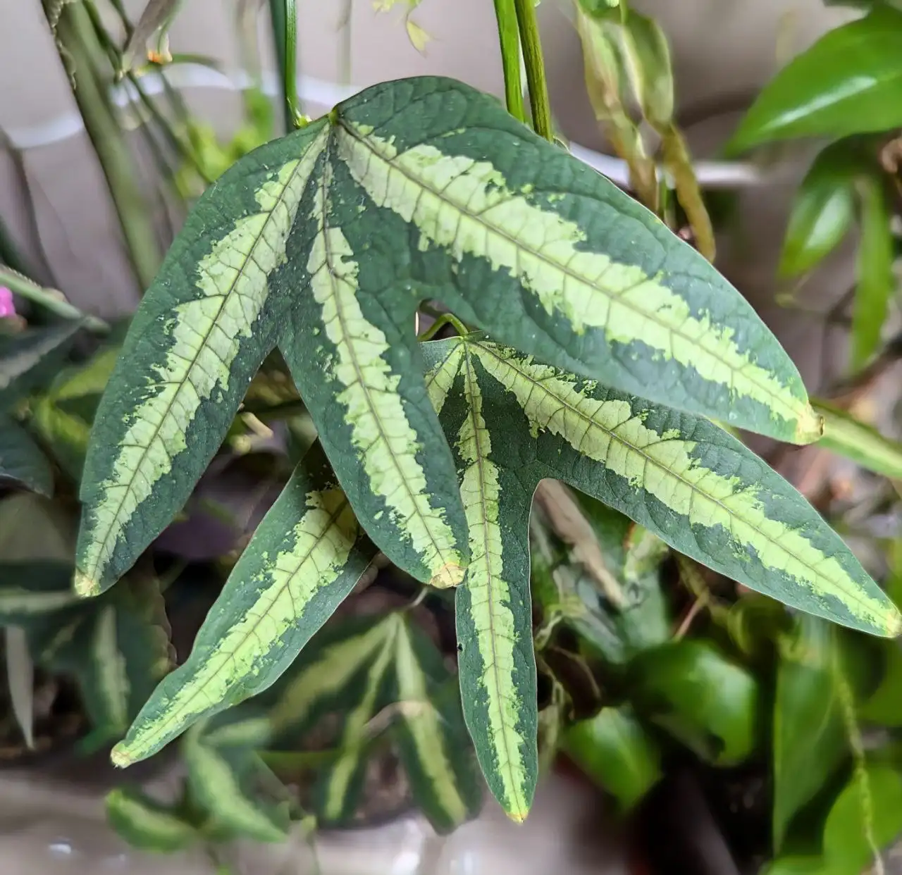 Продажа комнатных растений в Красноярске - Комнатные растения (Для дома и дачи) в Красноярск