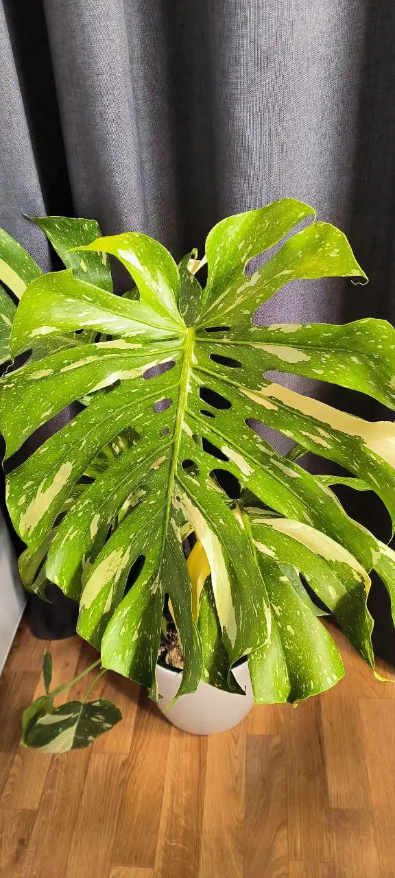 Комнатные растения в Красноярске - Растения (Хобби и отдых) в Красноярск