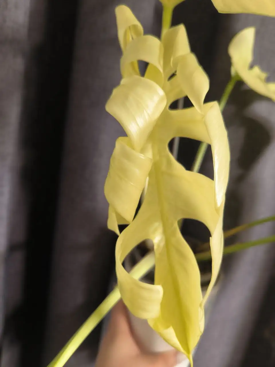 Комнатные растения в Красноярске - Растения (Хобби и отдых) в Красноярск